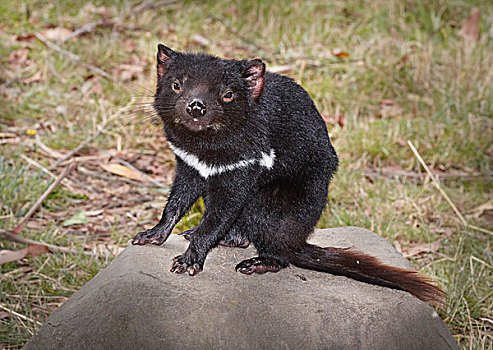 袋獾,塔斯马尼亚,澳大利亚