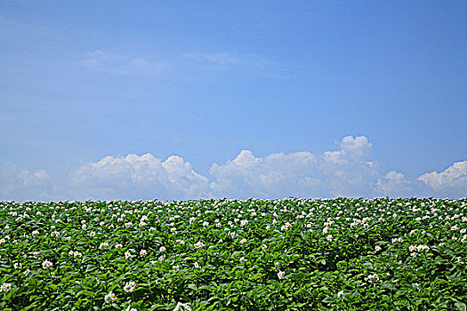 风景