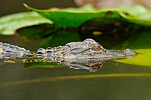 美国短吻鳄,鳄鱼,幼小,大沼泽地国家公园,佛罗里达,美国