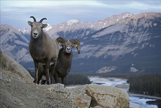 大角羊,雌性,落基山脉,北美