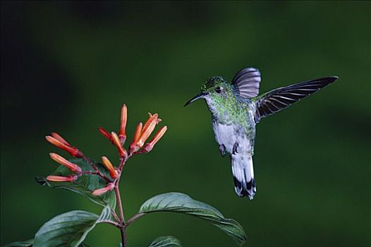 白尾,蜂鸟,雌性,飞,靠近,花,雨林,哥斯达黎加
