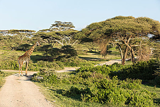 一个,成年,雄性,马赛长颈鹿,站立,道路,交叉,后视,摄影,围绕,金合欢树,绿叶,背景,恩戈罗恩戈罗,保护区,坦桑尼亚