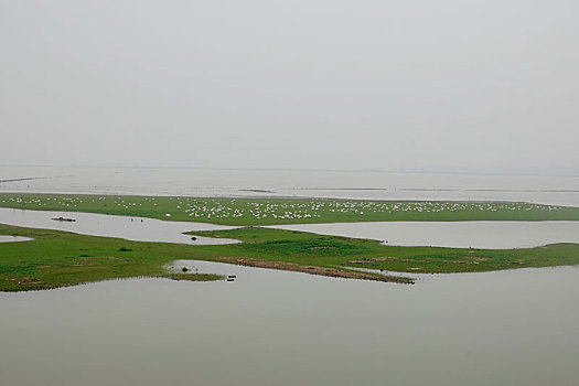 洞庭湖现,湿地草原,数千只天鹅表演,踏青赏春