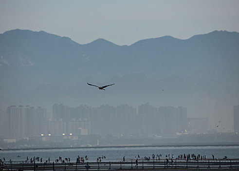 湿地,北戴河,秦皇岛,海滩,大潮坪,鸽子窝,落潮,涨潮,环保,保护