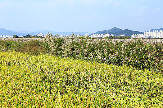 韩国庆州稻田