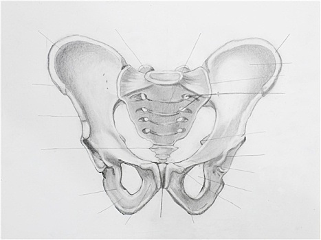 特写,骨头,铅笔画,白色背景,纸