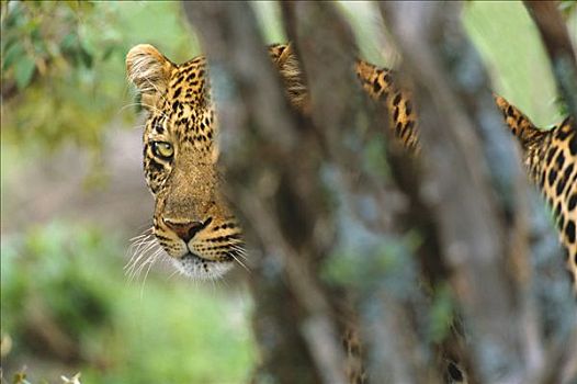 豹,大,偷窥,后视图,灌木丛,马赛马拉国家保护区,肯尼亚,非洲
