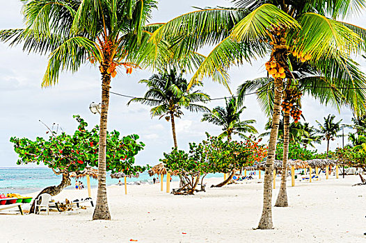 棕榈海滩,干盐湖,奥尔金省,古巴