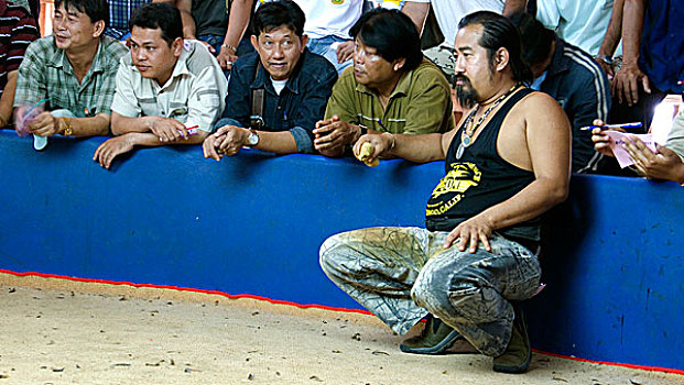 物主,争斗,公鸡,竞技场,泰国,一月,2007年