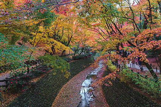 日本京都北野天满宫秋季枫叶,御土居水渠红叶景观