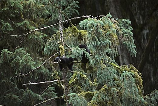 黑熊,美洲黑熊,幼兽,树上,阿拉斯加