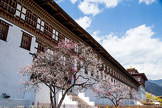 不丹-廷布的扎西确宗堡的桃花