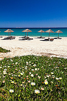 白色,霍屯督无花果,贻贝,和太阳,伞在海滩,美丽的,开头,科西嘉岛,法国