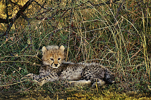 小猎豹,休息,猎豹,肯尼亚