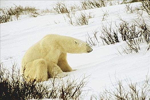 北极熊,坐,雪中