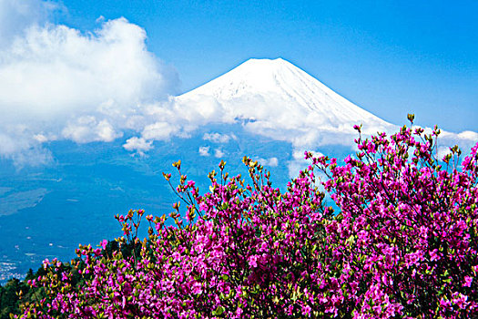 花,山,富士山