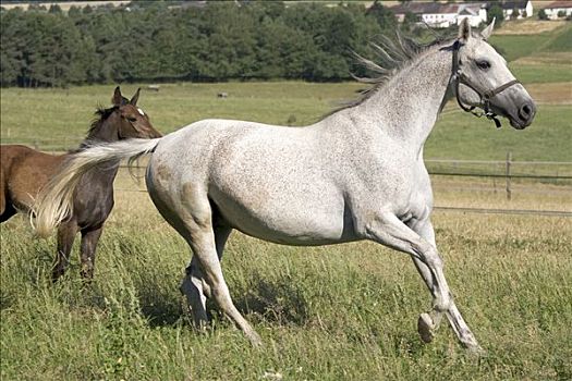 母马,白色,驰骋,草地,褐色,小马,后面,德国,欧洲