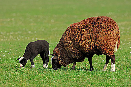 绵羊,家羊,母羊,羊羔,草场,北荷兰,荷兰,欧洲