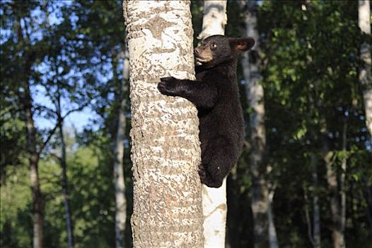 黑熊,幼兽,攀登,树,明尼苏达,美国