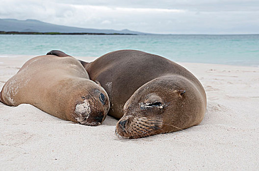 加拉帕戈斯,海狮,加拉帕戈斯海狮,母亲,休息,海滩,加拉帕戈斯群岛,厄瓜多尔