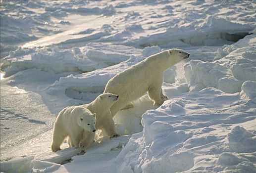 北极熊,母兽,冰原,丘吉尔市,曼尼托巴,加拿大