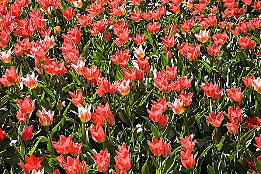 红色,郁金香,花坛,春天,魁北克,加拿大,北美