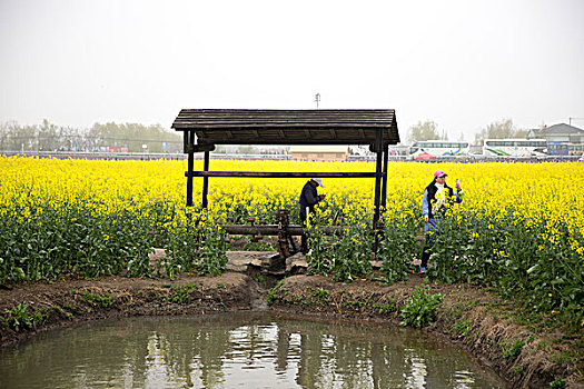 江苏兴化油菜花