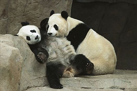 大熊猫,母兽,搂抱,2岁,幼兽,白天,一起,亚洲
