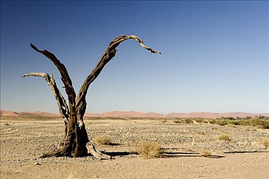枯木,索苏维来地区,纳米比亚