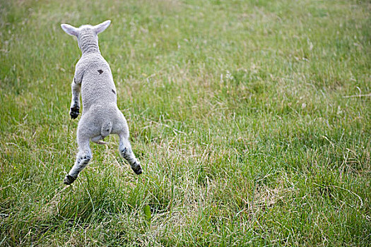 羊羔,跳跃,后视图