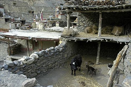 母牛,院子,简单,房子,安娜普纳地区,尼泊尔