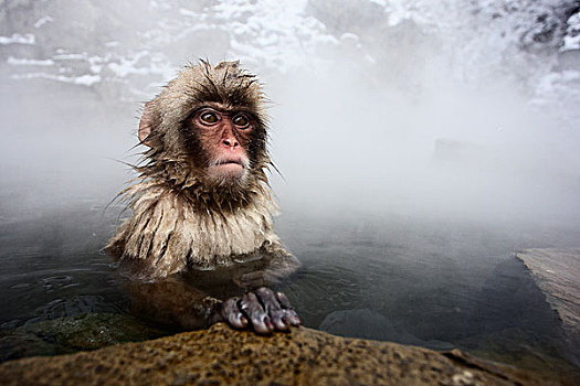 日本猕猴,雪猴,湿透,温泉,日本
