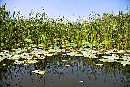 中国古典园林池塘