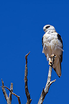 黑翼,鸢,栖息,上面,枯木,蓝天,卡拉哈迪大羚羊国家公园,北开普,南非,非洲
