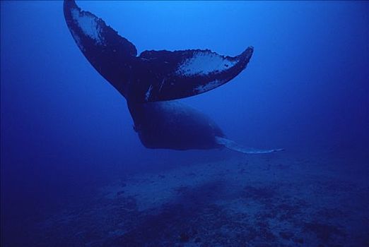 驼背鲸,大翅鲸属,鲸鱼,左边,水下,夏威夷