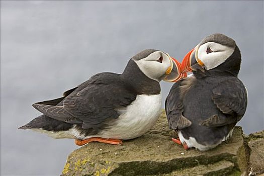 大西洋海雀,北极,冰岛