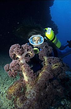 肖像,后面,软珊瑚,潜水,气体