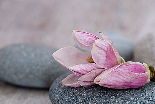 木兰,花,石头,粉色