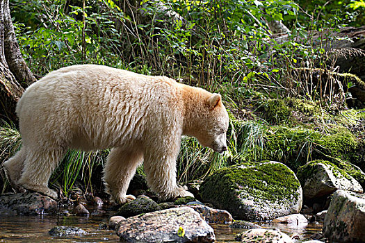 白灵熊,美洲黑熊,灵熊,大熊雨林,不列颠哥伦比亚省,加拿大