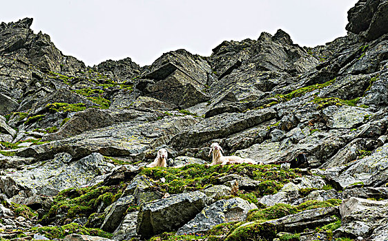 两只,羊,休息,陡坡,岩石,地形,斯拉德明,陶安,施蒂里亚,奥地利,欧洲