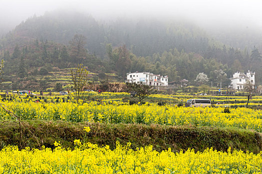 江岭油菜花