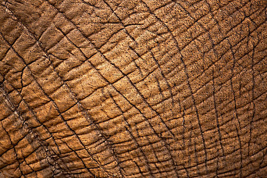 非洲象,皮,克鲁格国家公园,南非