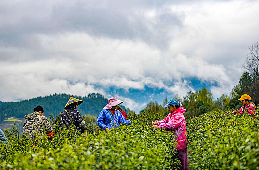 贡茶之乡采春茶