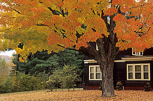 秋天,枫树,树,缅因,美国