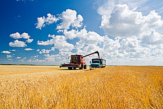 联合收割机,大麦,农场,卡车,靠近,麦田,丰收,曼尼托巴,加拿大
