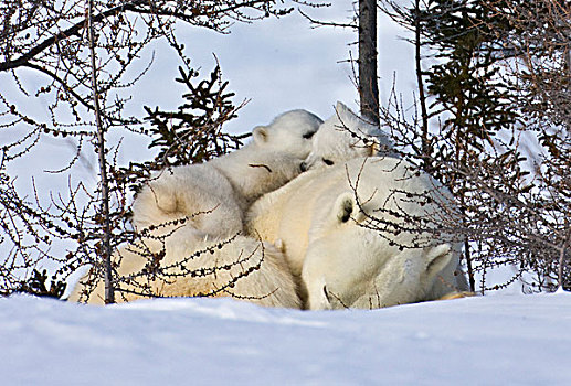 北极熊,苔原,瓦普斯克国家公园,曼尼托巴,加拿大