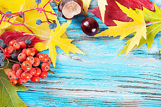 秋天,背景,树林,浆果,黄色,枫叶,栗子,蓝色,木质,表面