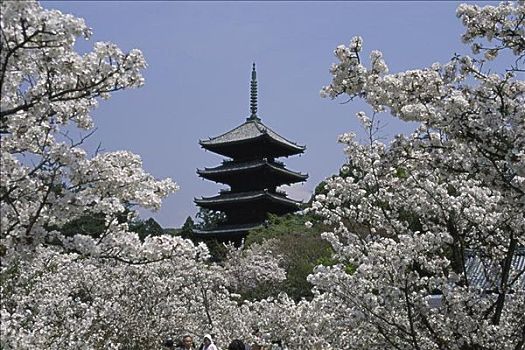 樱花,仁和寺,庙宇,地面,京都,日本