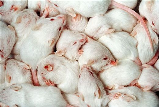 实验室,小鼠,部落,三个,星期,老,两个,不同,母兽,相同,一起