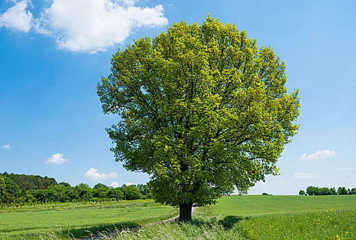 夏栎,栎属,栎树,孤树,图林根州,德国,欧洲